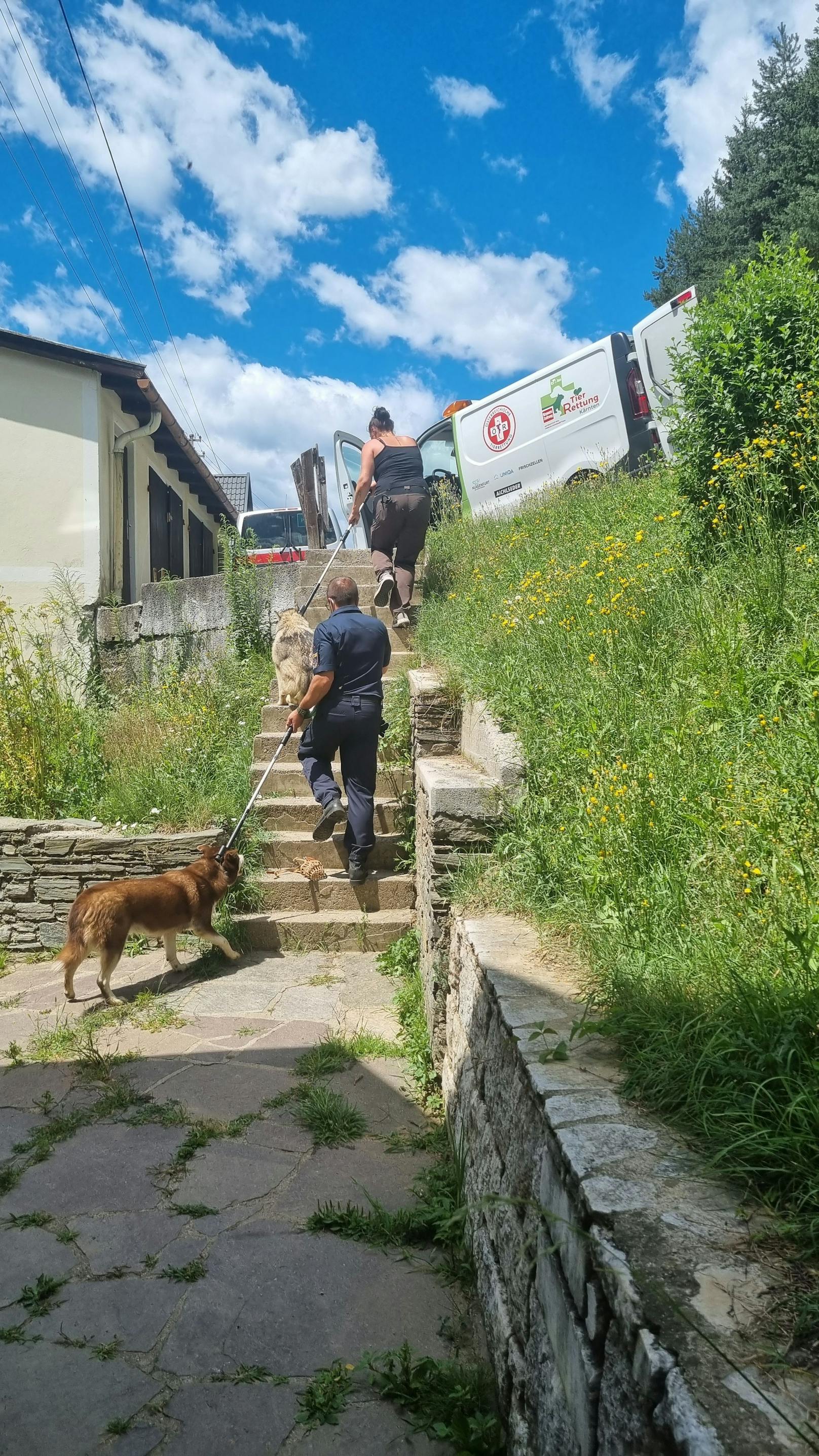 Polizei und Tierrettung Kärnten mussten die Hunde teilweise leicht sedieren, um sie zu transportieren.