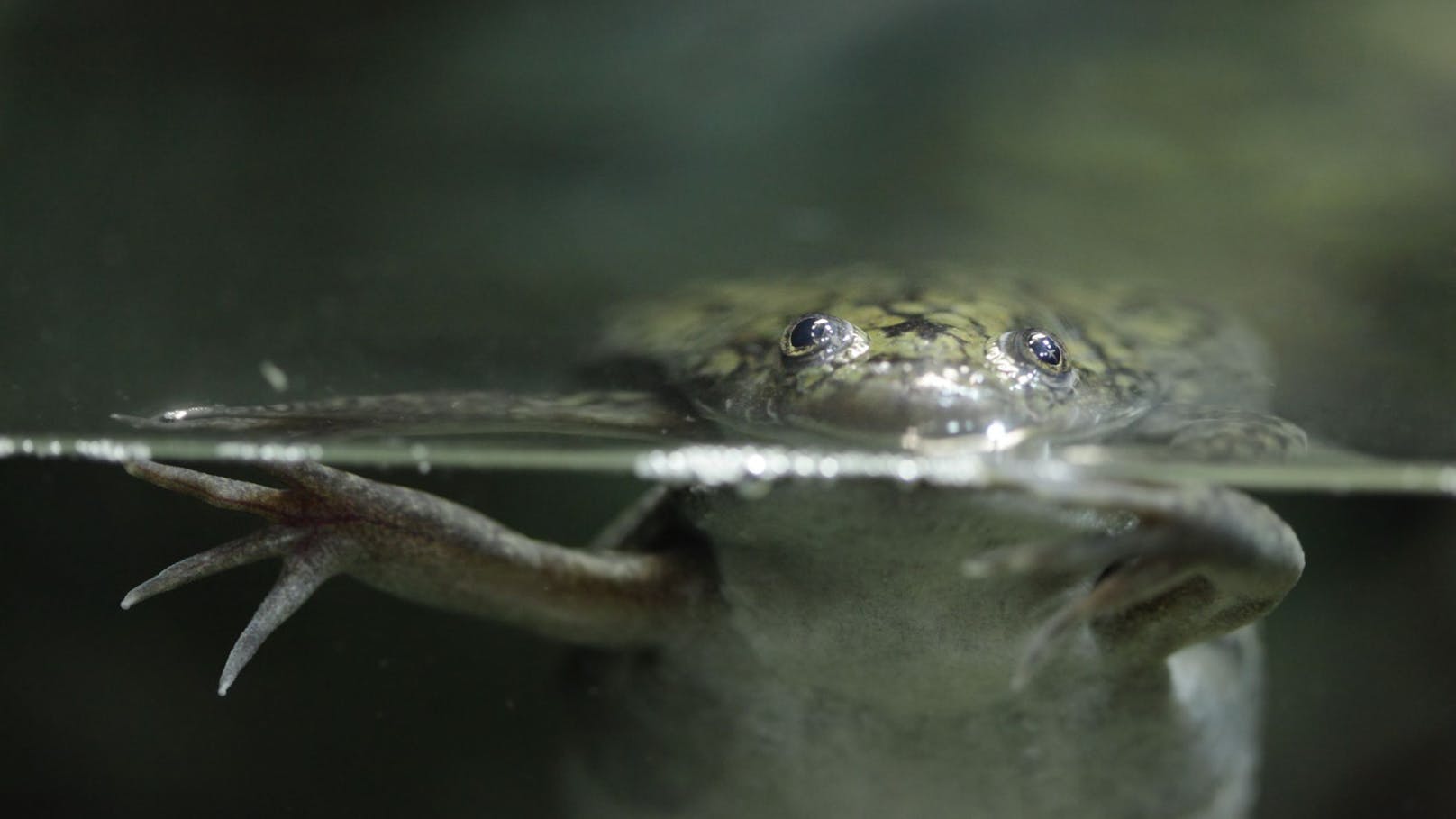 Der Krallenfrosch (<em>Xenopus laevis</em>) wird auch Apothekerfrosch genannt.