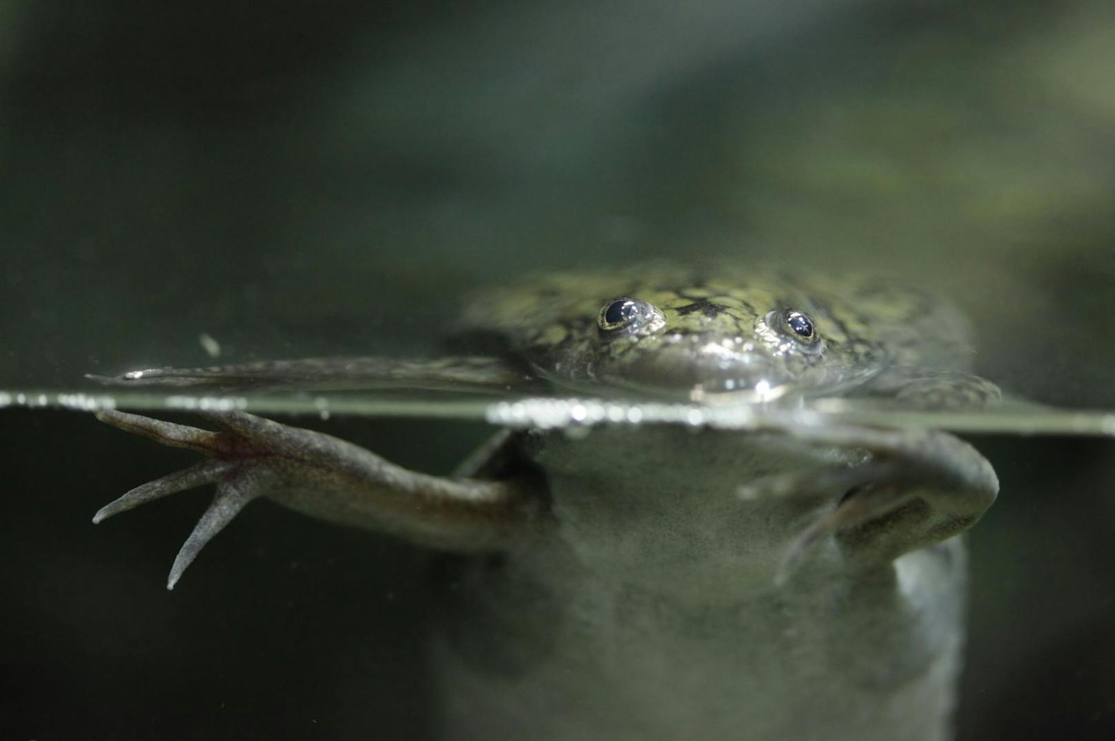 Der Krallenfrosch (<em>Xenopus laevis</em>) wird auch Apothekerfrosch genannt.