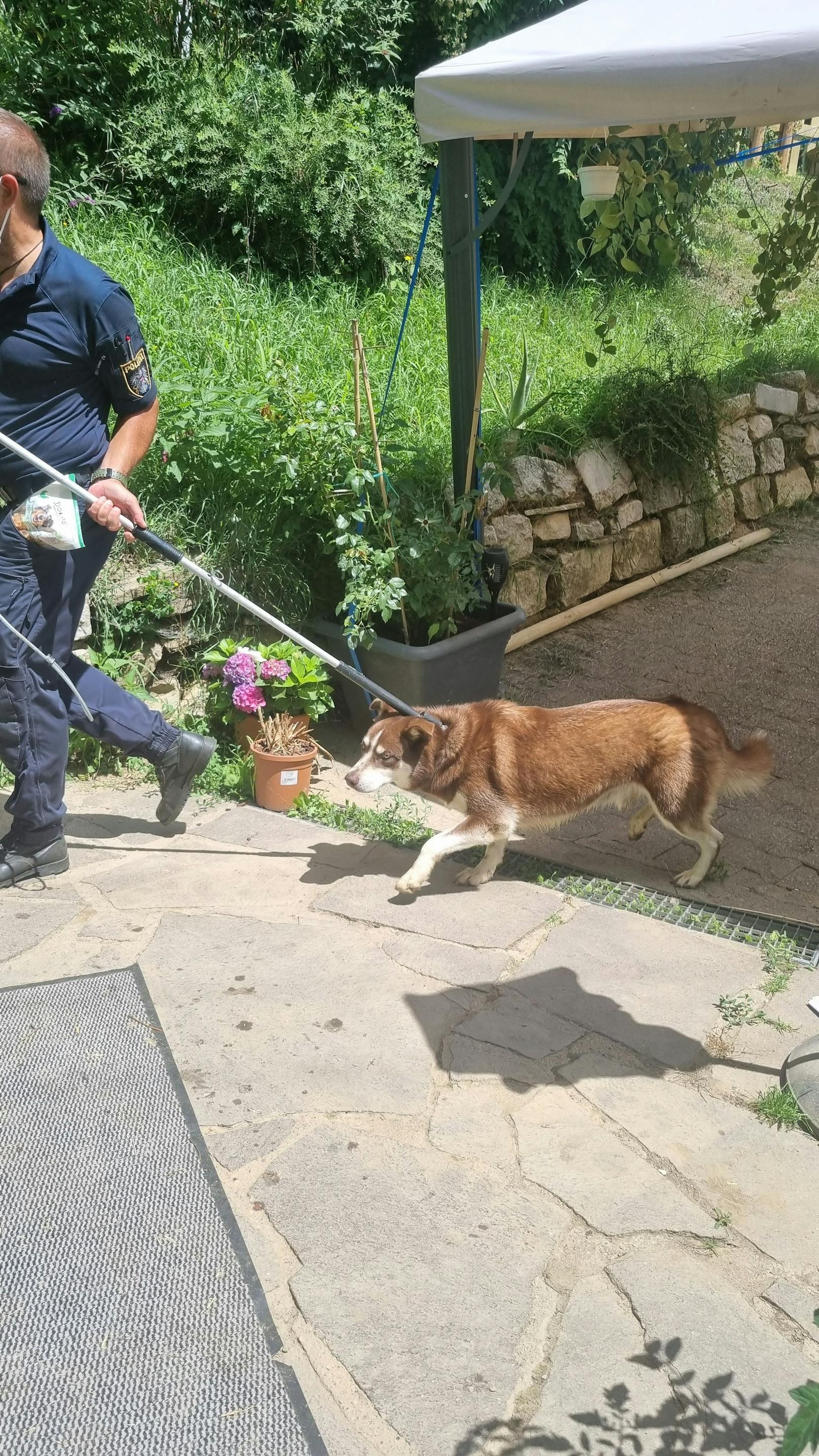 Die Hunde sind natürlich extrem verdreckt, aber sonst gut genährt und wohl auch gesund.