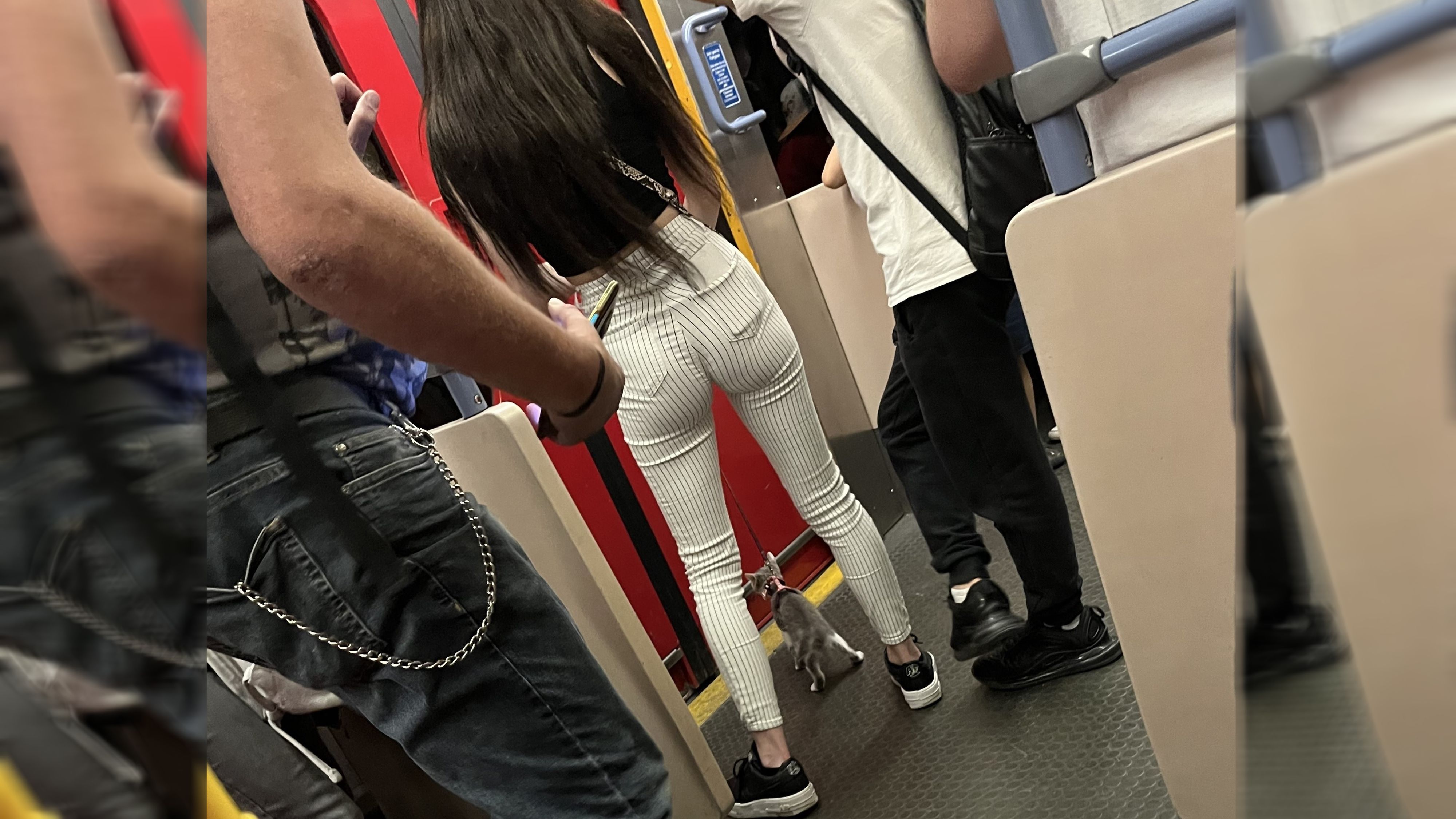 Panische Katze in U-Bahn sorgt für Aufsehen