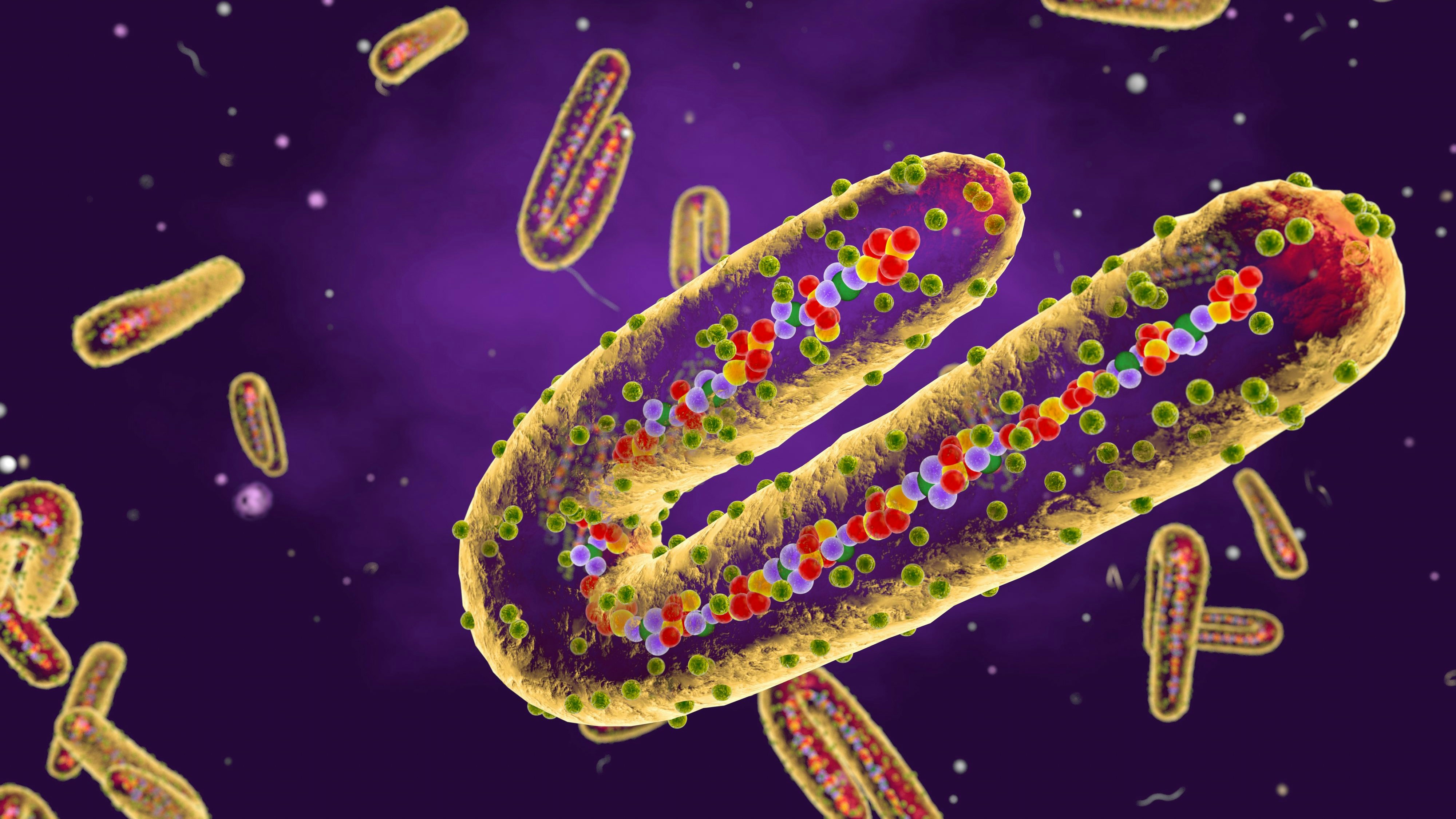 Aus Tansania wird eine mysteriöse, tödliche Krankheit gemeldet. Symptome ähneln jenen einer Infektion mit dem Ebola- oder dem Marburgvirus.