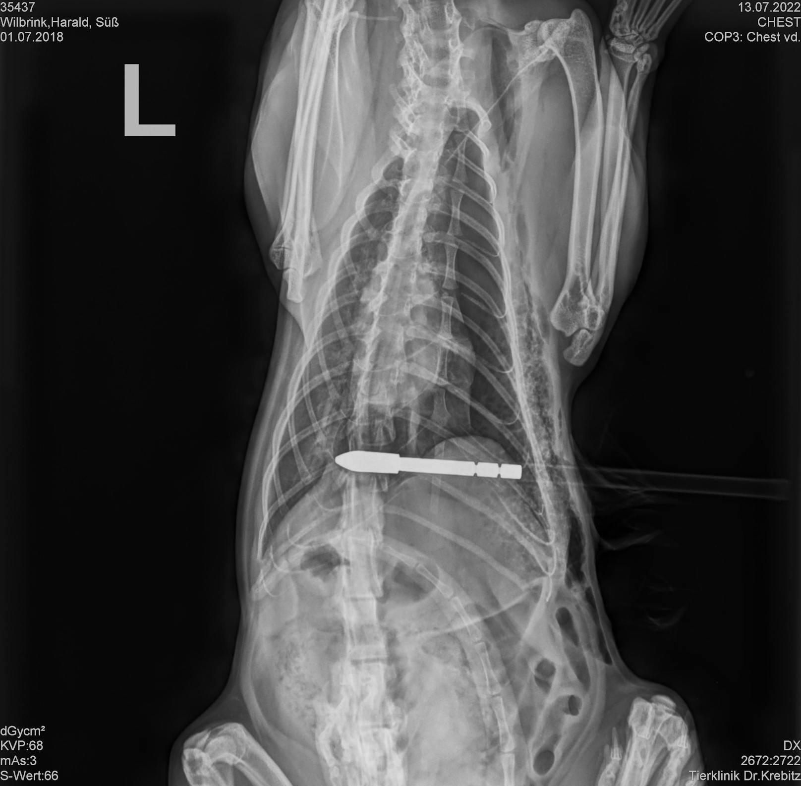 Die Katze wurde in eine Tierklinik in Klagenfurt gebracht und der ca. 80 cm lange Pfeil operativ entfernt.