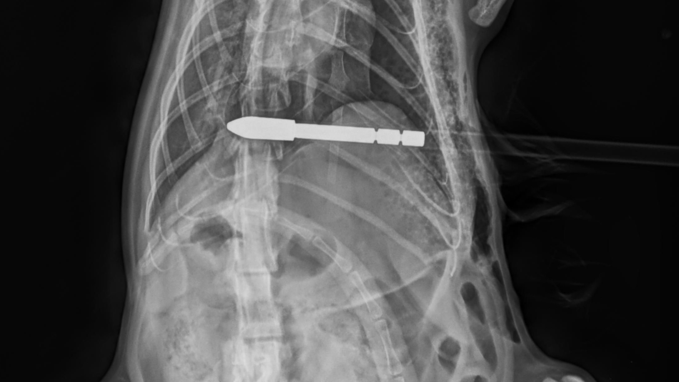 Am 13. Juli 2022 in den Nachmittagsstunden schoss ein bisher unbekannter Täter im Bereich Zmuln, Gemeinde Liebenfels, Bezirk St. Veit an der Glan, mit einem Pfeil auf eine freilaufende Katze. Der Pfeil durchbohrte die Katze, verletzte diese im Bereich der Lunge und blieb in ihr stecken. Die Katze wurde in eine Tierklinik in Klagenfurt gebracht und der ca. 80 cm lange Pfeil operativ entfernt. Das Tier befindet sich derzeit in äußerst kritischem Zustand. Die Polizeiinspektion St. Veit an der Glan ersucht um sachdienliche Hinweise in diesem Fall.