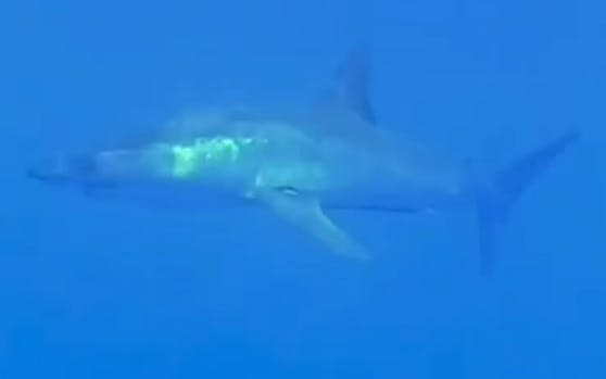 Dieser besondere Hai galt im Mittelmeer bereits als ausgestorben.