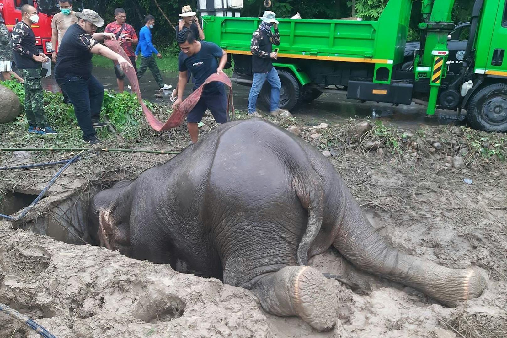 Im Khao Yai Nationalpark in Thailand war am 13. Juli ein Elefantenkalb in ein Loch gestürzt. Die Mutter verließ ihr Junges nicht und rutschte selbst in das Loch.