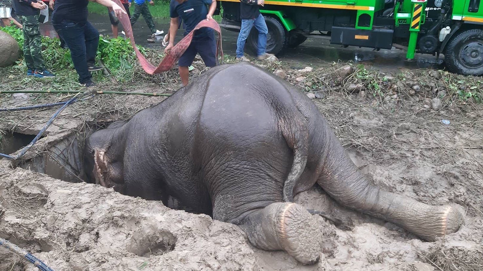 Die Tierschützer des Khao Yai Nationalpark in Thailand hatte am 13. Juli alle Hände voll zu tun.