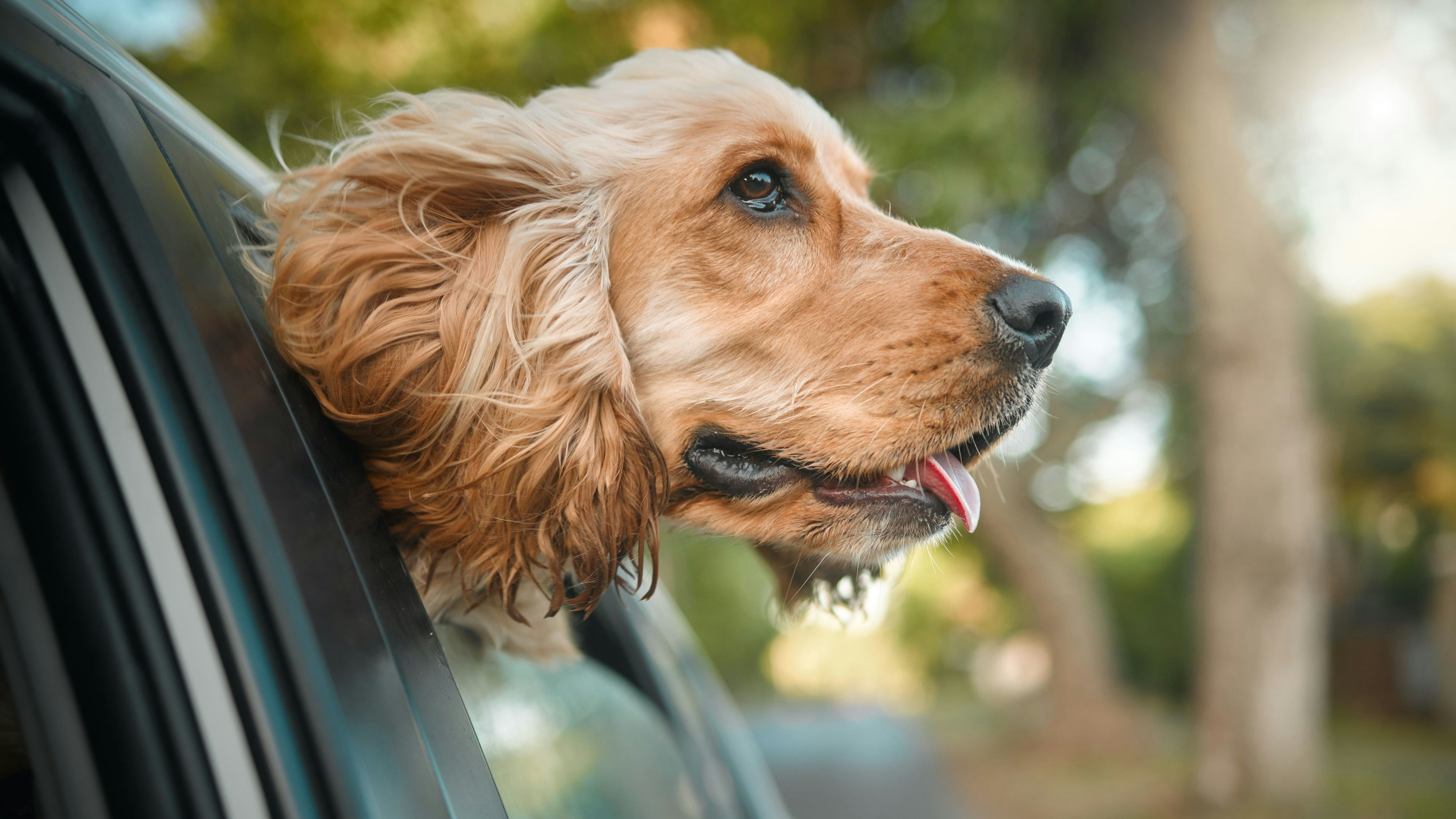 He loves riding in the car