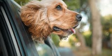 Mit Auto überschlagen – Hund rettet Salzburger das Leben