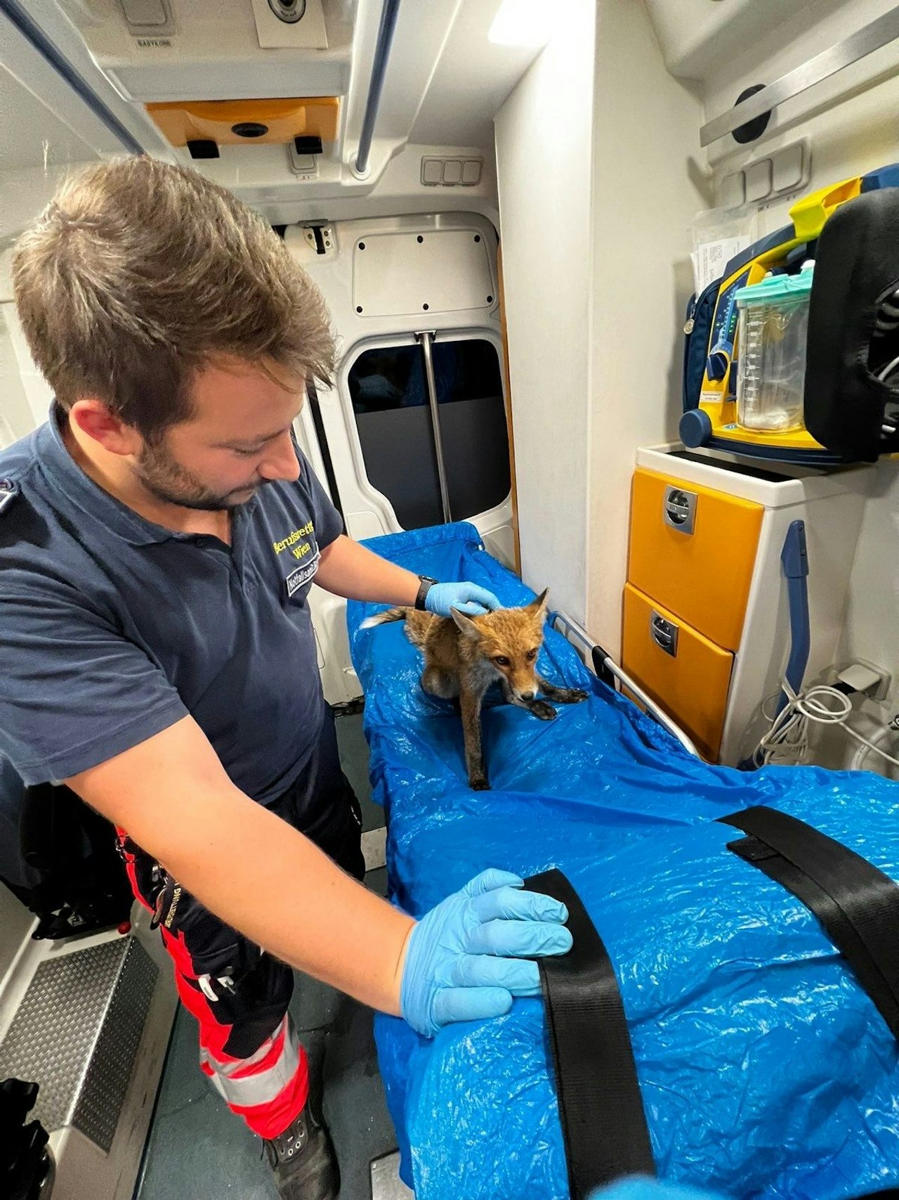 Heute.at - Wiener Sanitäter retten verletztem Fuchs das Leben