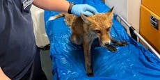 Wiener Sanitäter retten verletztem Fuchs das Leben