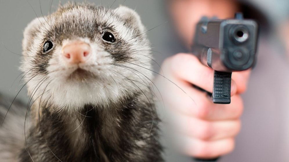 Großeinsatz in Graz wegen einem Mann mit Waffe und Frettchen.