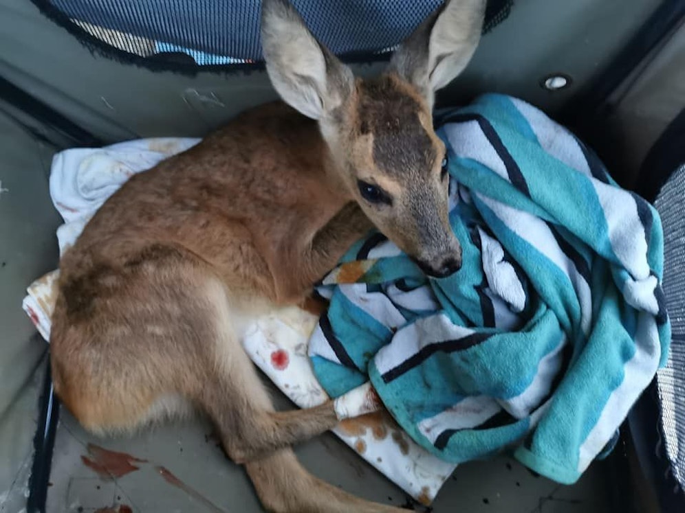 Das Rehkitz wurde schwer verletzt.