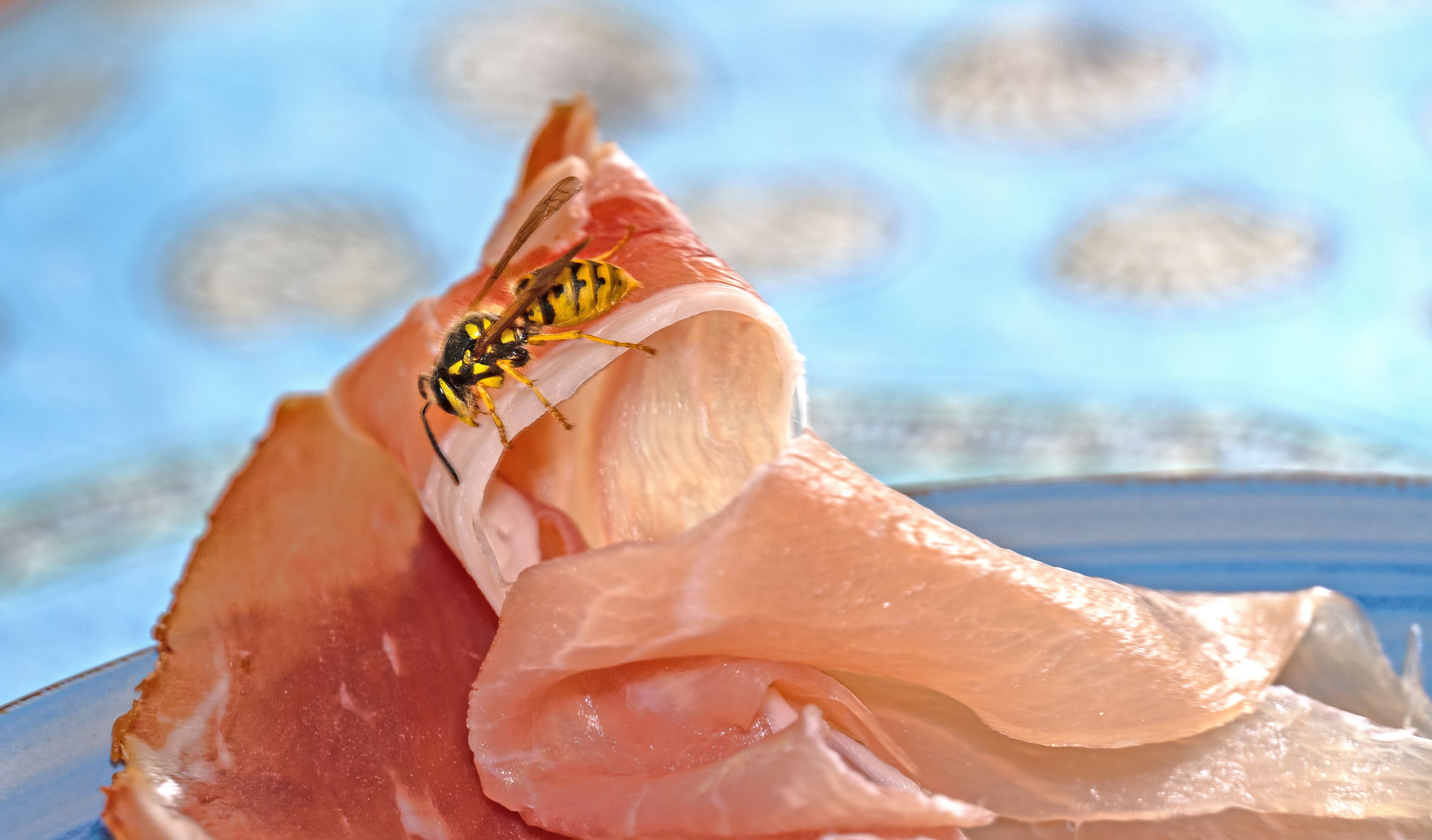August 2020: Close-up of a wasp eating ham which is arranged on a plate