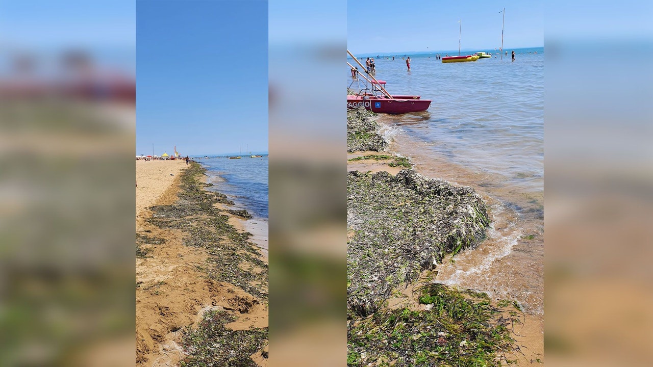 Heute.at - Algen-Alptraum verjagt Österreicher von Bibione-Strand