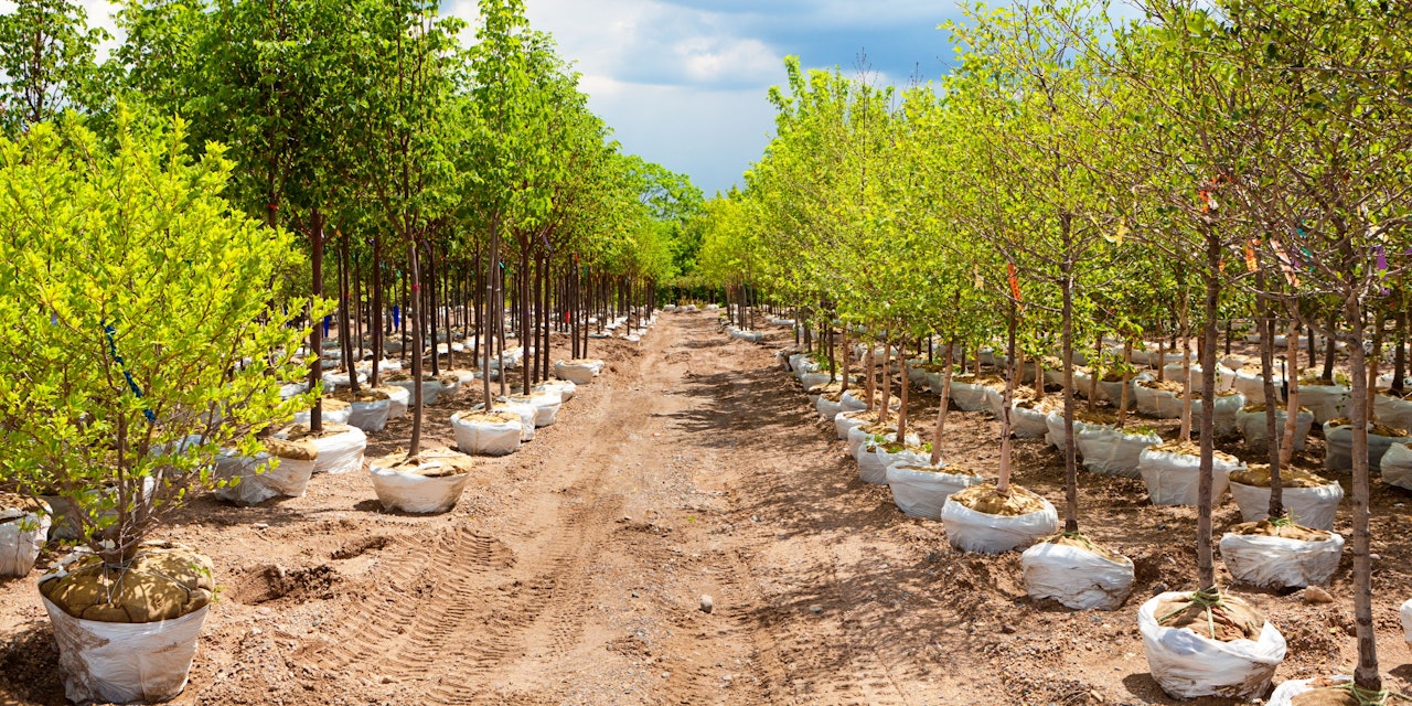 Seeds, variety Development, Nursery Trees