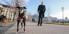 Wahlkampf um die Hofburg kommt sicher auf den Hund