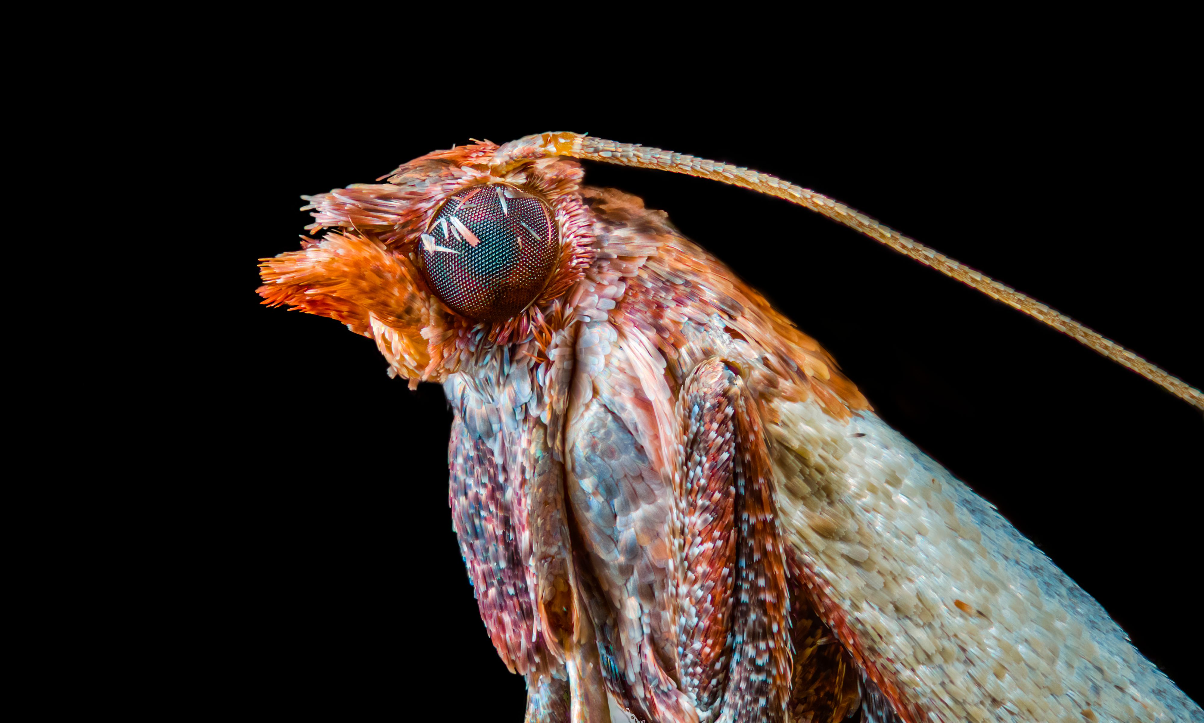 Der erst 22-jährige Fotograf Joshua Coogler fotografiert Insekten aus seinem Hinterhof. 
