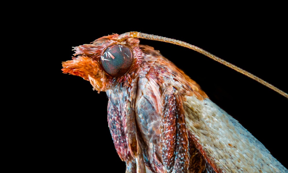 Der erst 22-jährige Fotograf Joshua Coogler fotografiert Insekten aus seinem Hinterhof. 