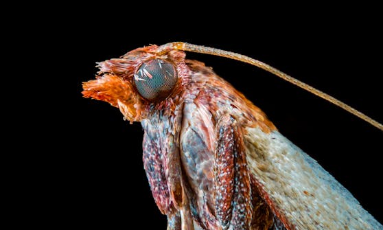 Der erst 22-jährige Fotograf Joshua Coogler fotografiert Insekten aus seinem Hinterhof. 