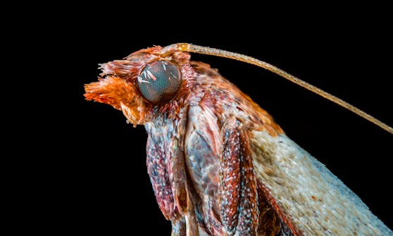 Der erst 22-jährige Fotograf Joshua Coogler fotografiert Insekten aus seinem Hinterhof.