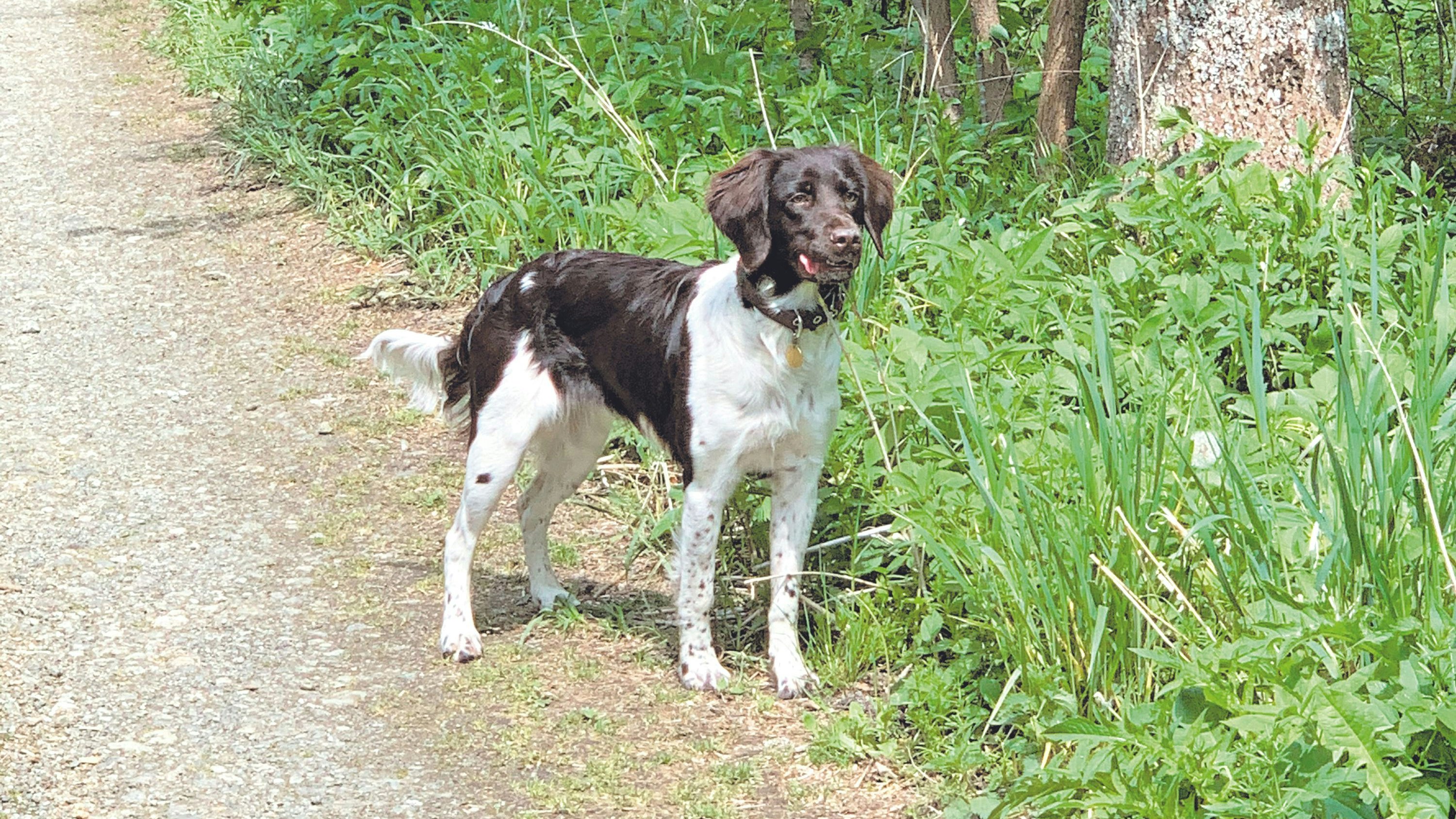 Wird bald Hecki im Hundepark am Heldenplatz spielen?