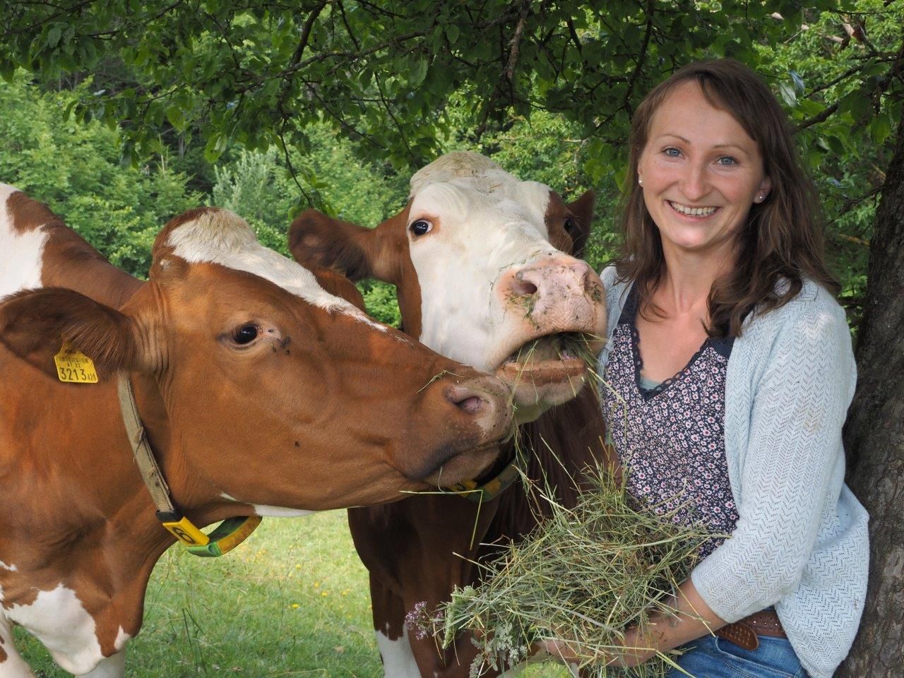 Natürliche ätherische Öle im Futter sollen für eine gesunderer Verdauuung bei den Schärdinger-Kühen sorgen.