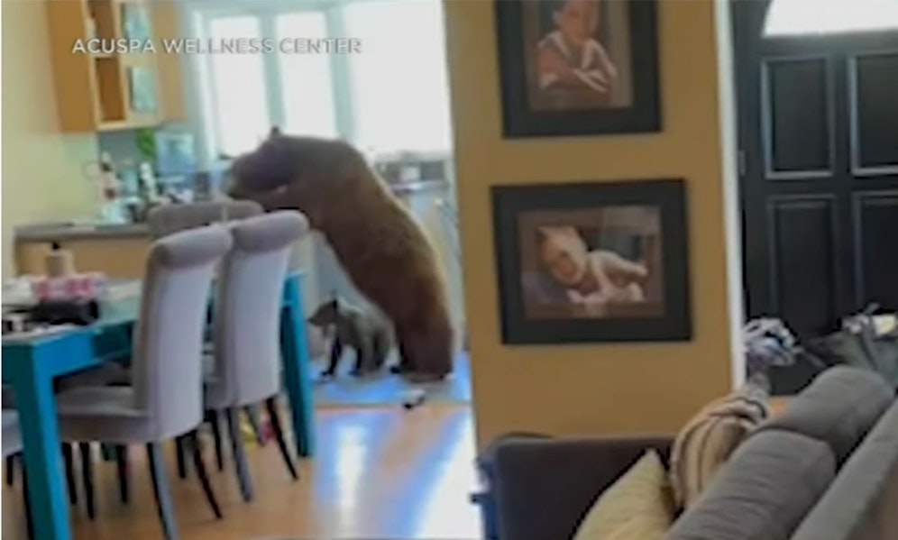 Eine Bärenmutter brach gemeinsam mit ihrem Jungen in ein Haus in Kalifornien (USA) ein.