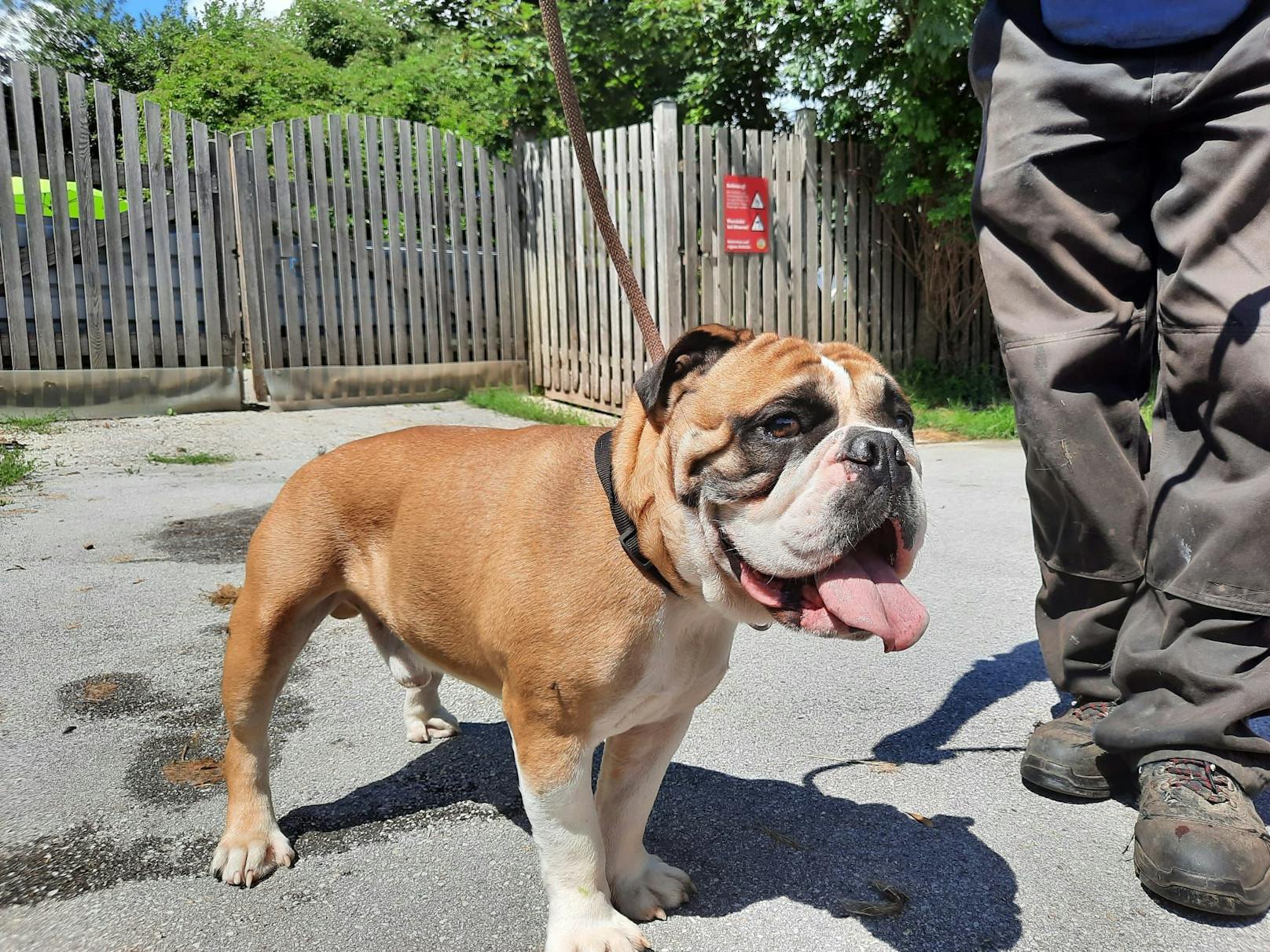 Bulldogge "Helmut" sucht ein liebevolles Zuhause