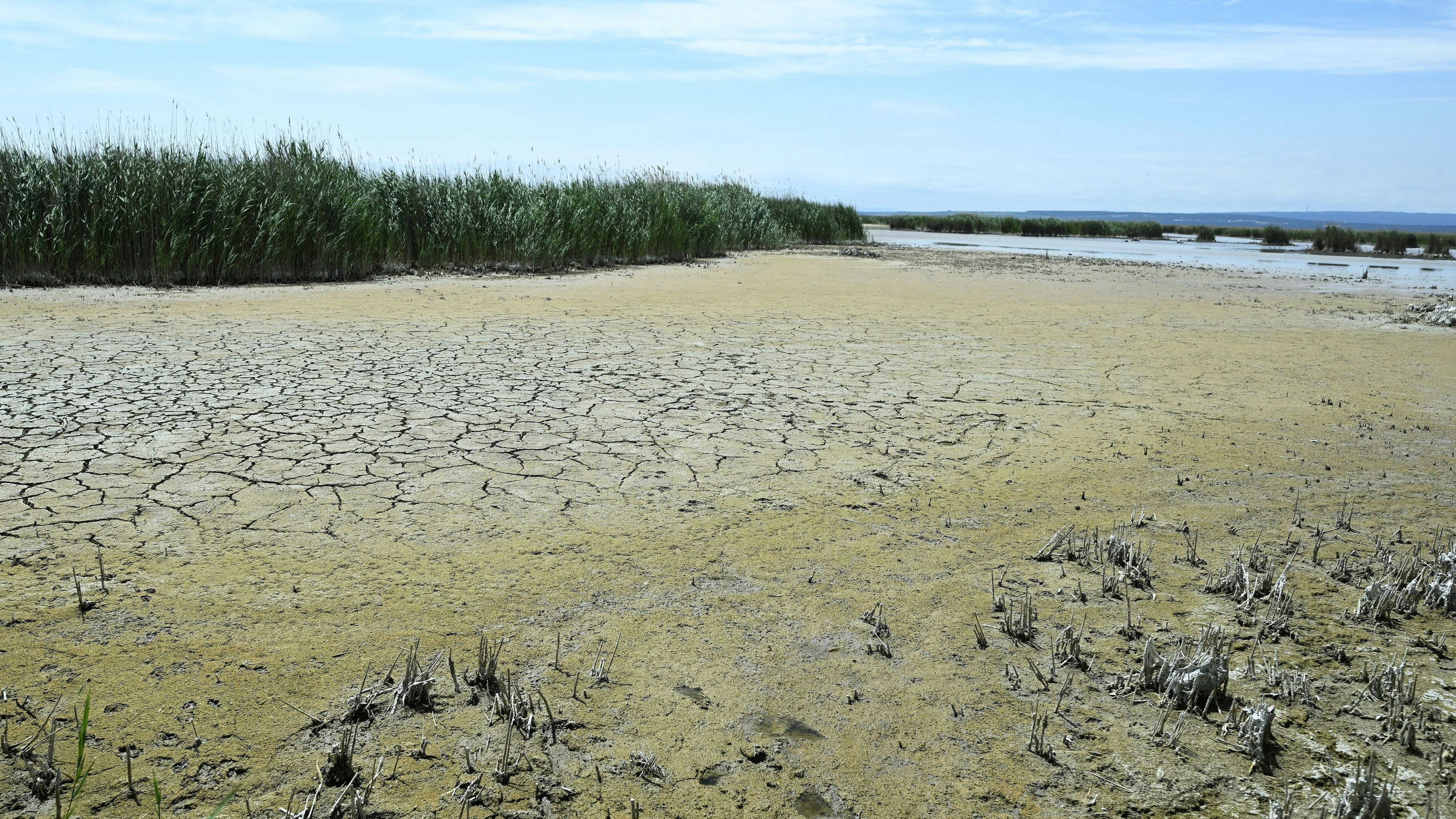 Der Neusiedler See trocknet immer mehr aus.