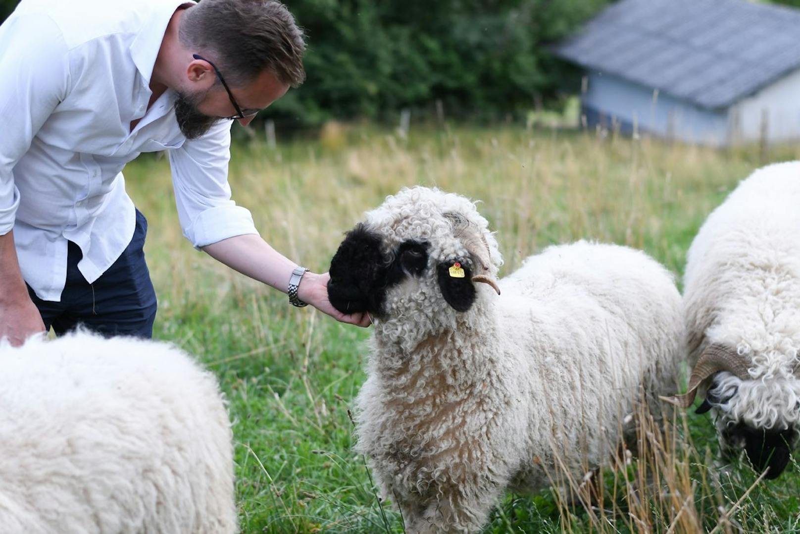 Alle Tiere sind menschenbezogen und neugierig.