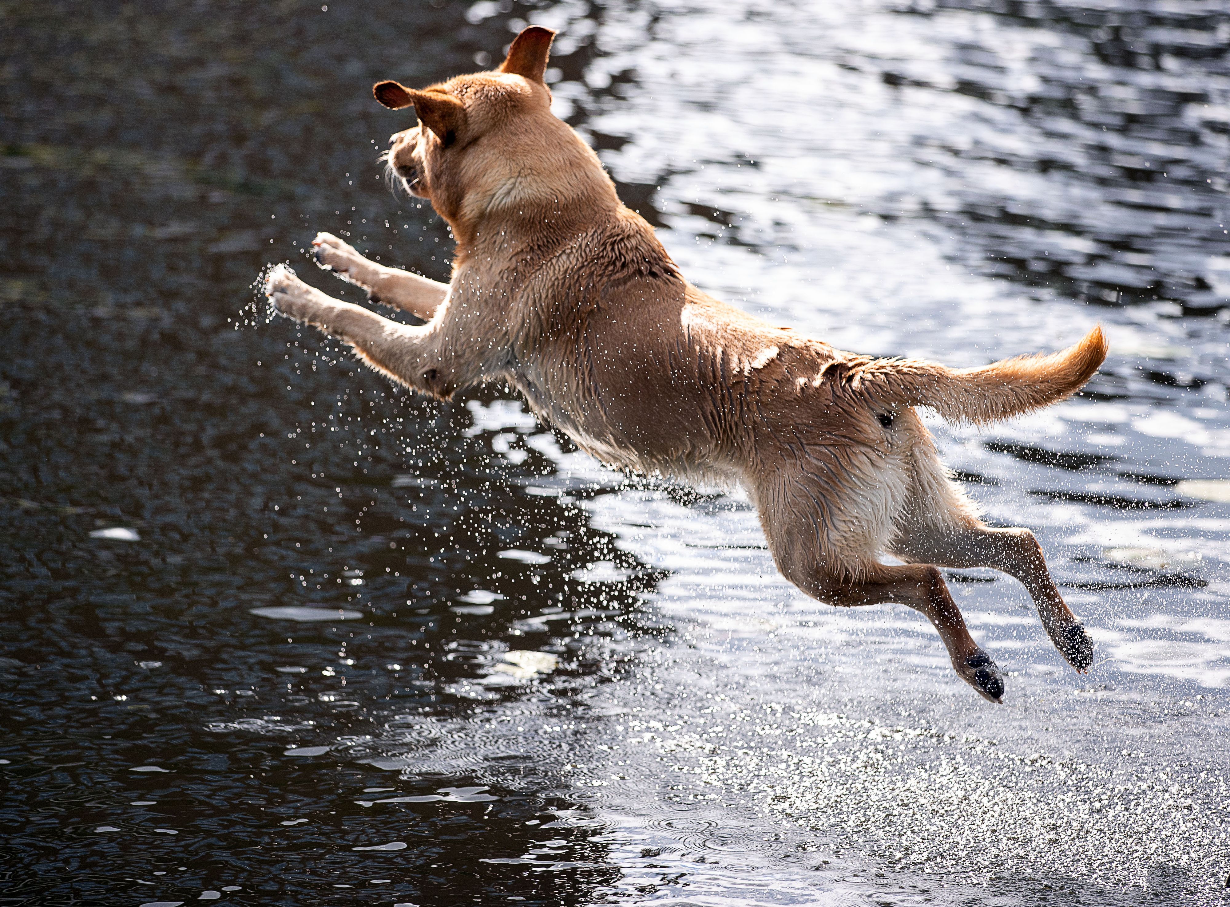 Schicke uns dein bestes Sommer-Foto an: <strong>tiere@heute.at</strong>