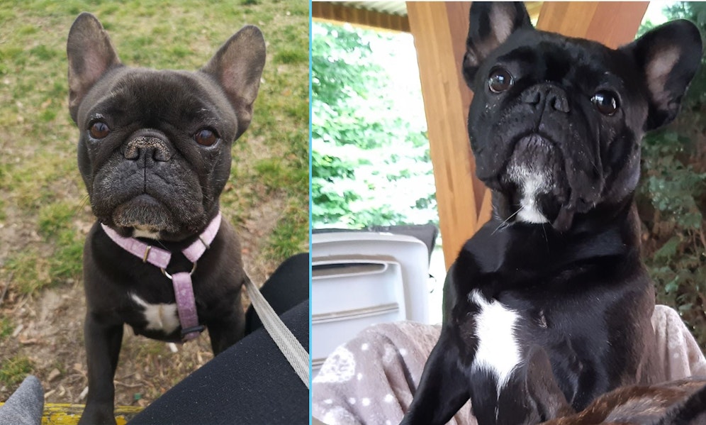 Die reinrassige Französische Bulldogge 