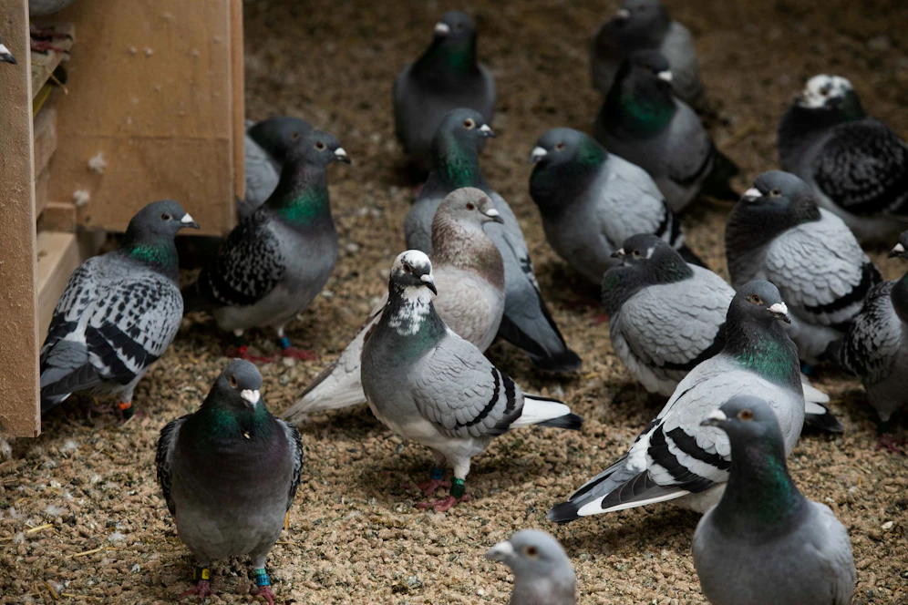 Die Vögel mussten unter desaströsen Umständen leben. Symbolbild. 