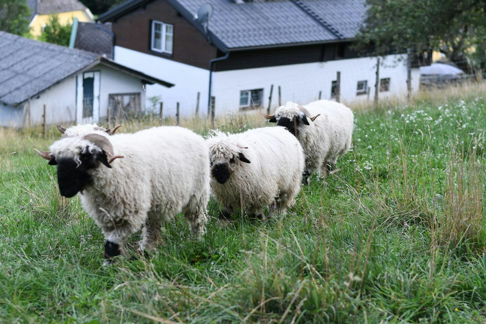 Die Tiere bewegen sich völlig frei am mehreren Hektar großen Hof in Corona am Schöpfl im schönen Wienerwald.