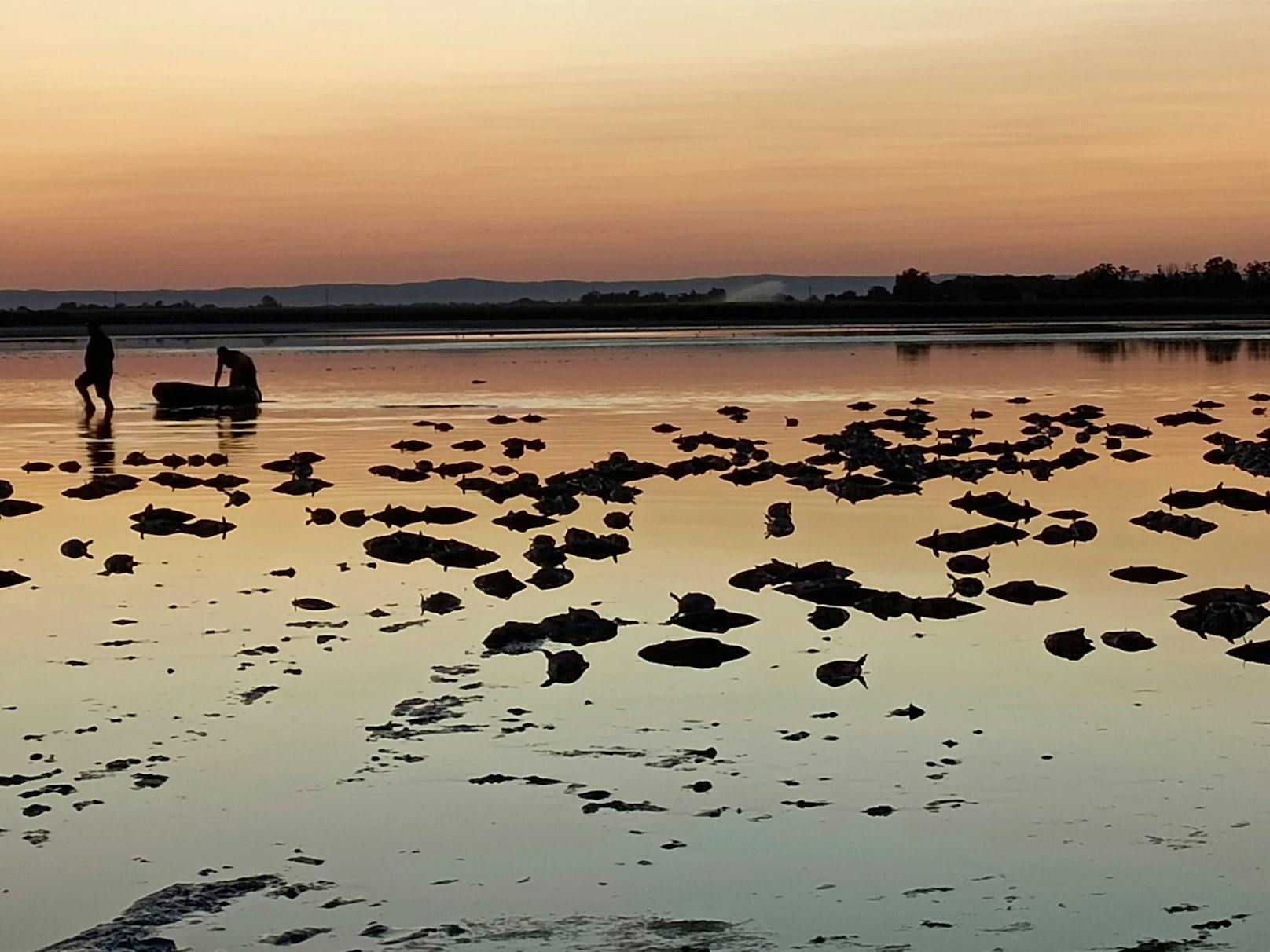 Hitzedrama: 30 Tonnen tote Karpfen aus Zicksee gefischt