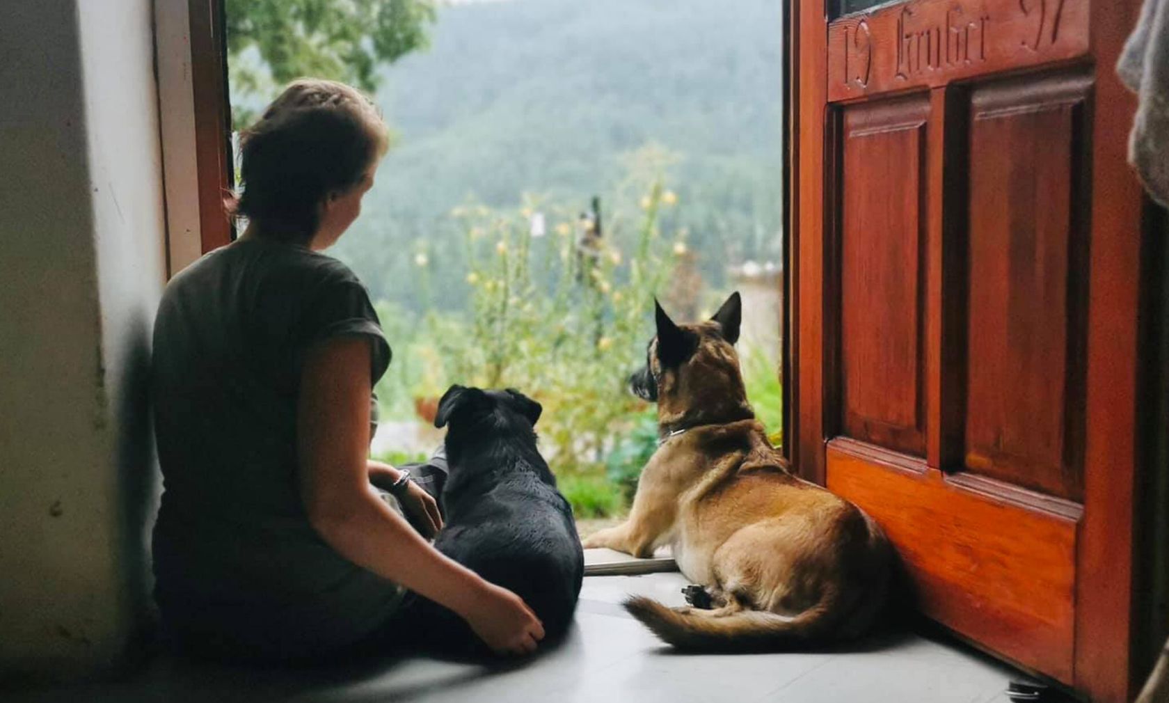 Heute.at - Hundepensionen: Worauf Hundebesitzer achten sollten