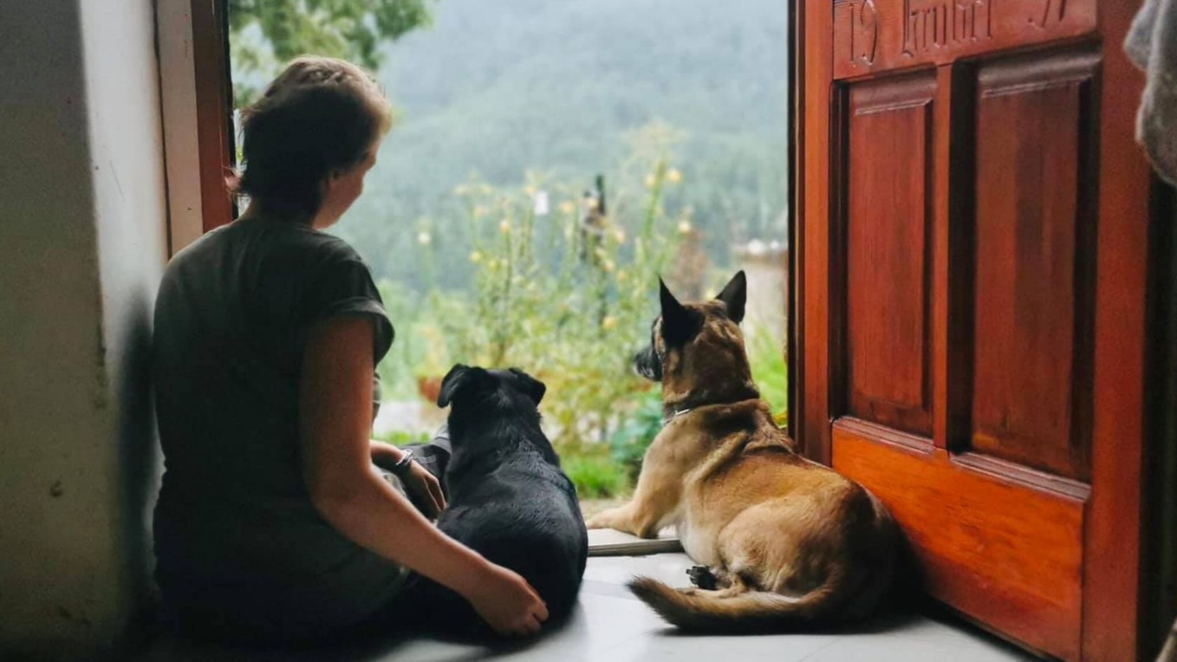 Heute.at - Hundehotel: Pandemie-Hunde waren genauso isoliert