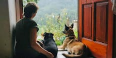 Hundehotel: "Pandemie-Hunde waren genauso isoliert"