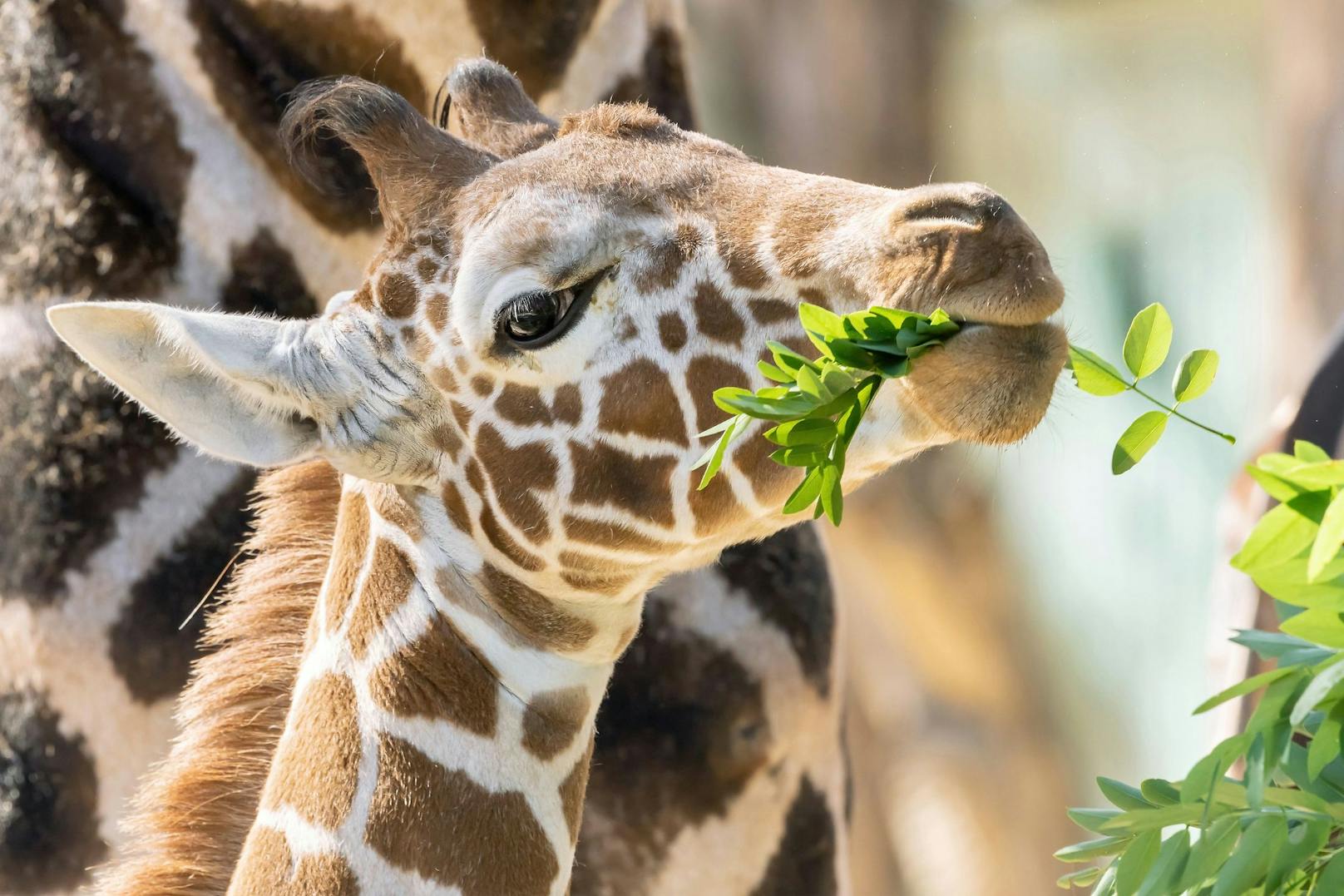 Einen großen Teil der Äste und Blätter, die unsere Giraffen fressen, bekommt Schönbrunn traditionell vom Forst- und Landwirtschaftsbetrieb der Stadt Wien zur Verfügung gestellt.