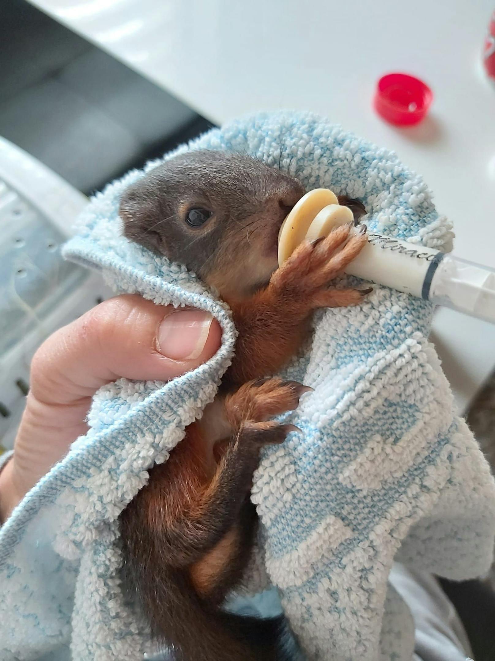 Eichhörnchen Elfi fiel aus Nest – wird nun aufgepäppelt