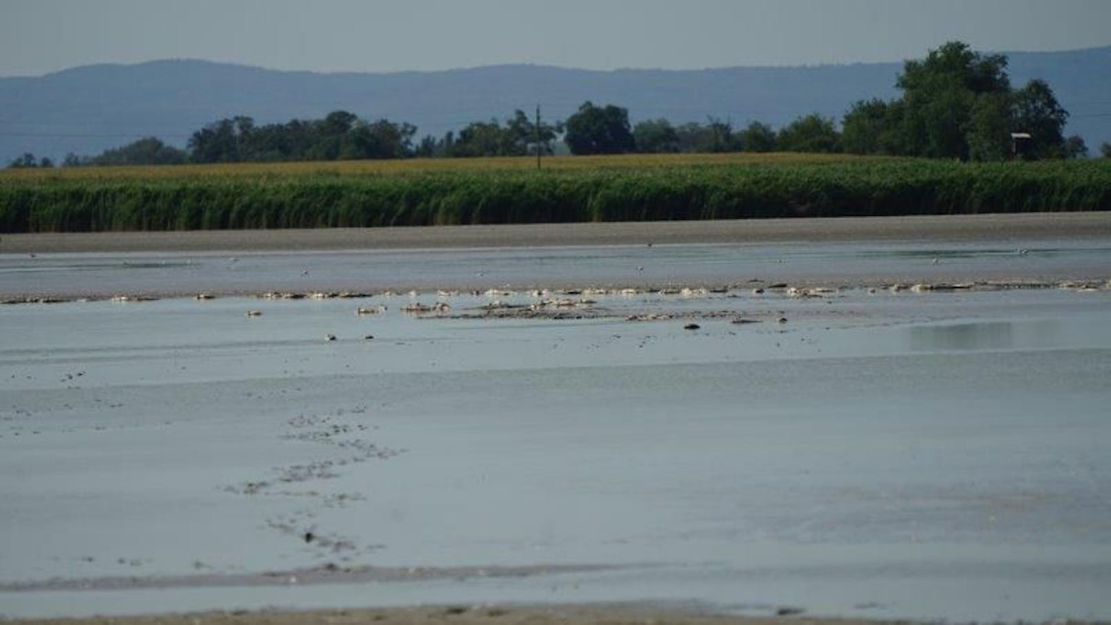 Fische: Dramatische Situation im Zicksee