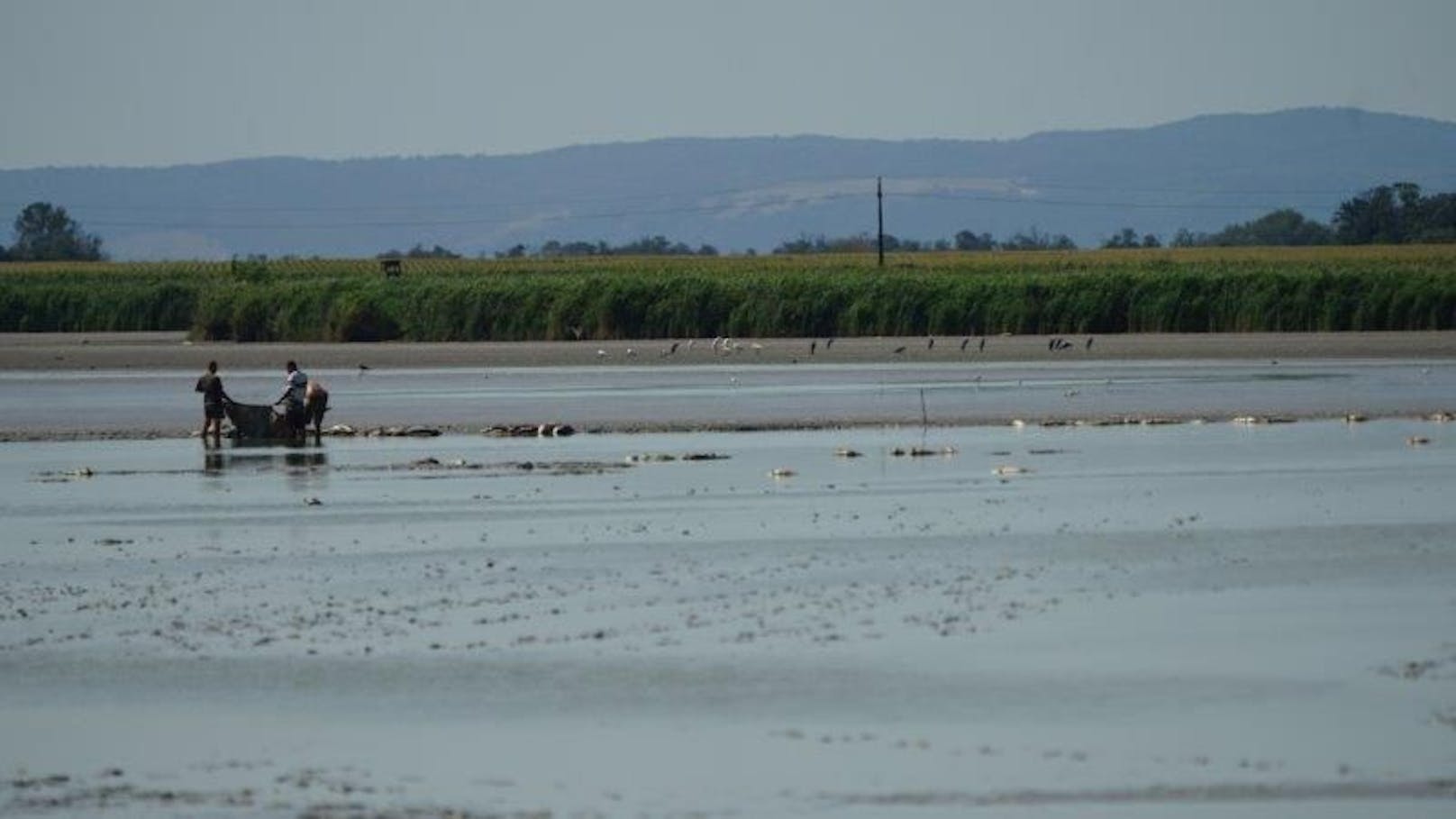 Fische: Dramatische Situation im Zicksee