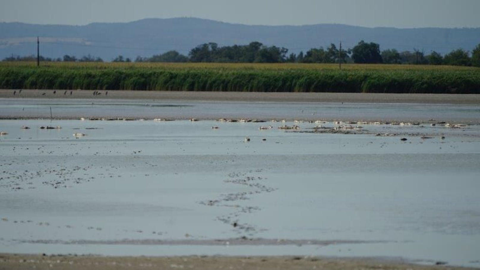 Fische: Dramatische Situation im Zicksee