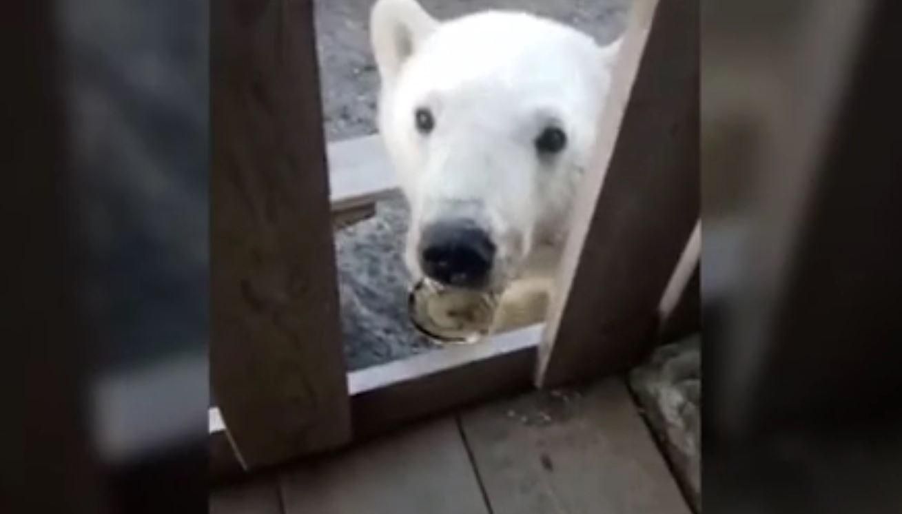 Er fleht auf seine Art darum, die Büchse zu entfernen.