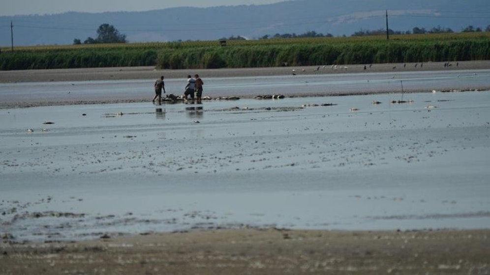 Fische: Dramatische Situation im Zicksee