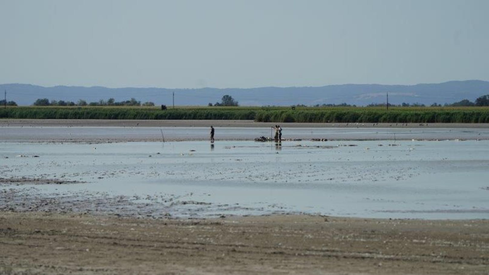 Fische: Dramatische Situation im Zicksee