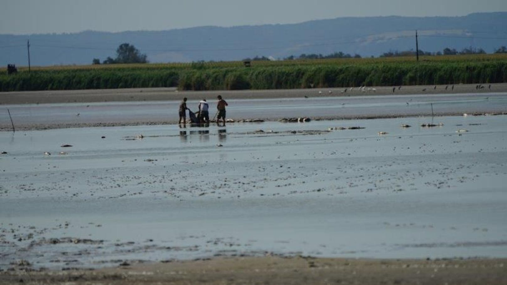 Fische: Dramatische Situation im Zicksee