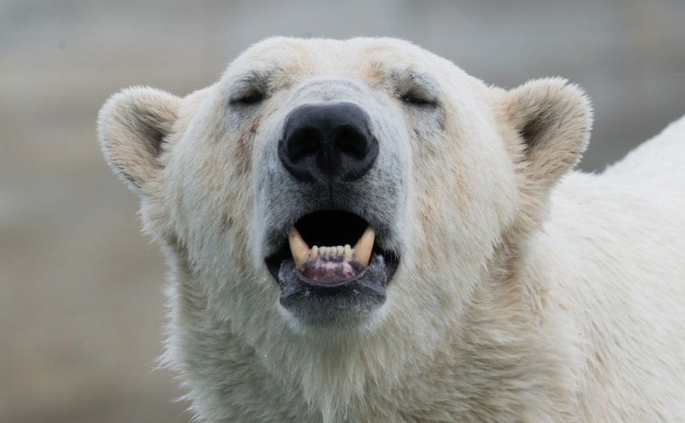Es ist ein seltenes als auch zutiefst trauriges Naturschauspiel. Niemals würde sich ein Eisbär den Menschen nähern. (Symbolbild)