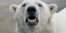 Junger Eisbär in Not wendet sich flehend an Menschen